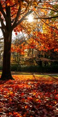 Obraz premium Autumn Leaves Sunbeams Through Tree Branches