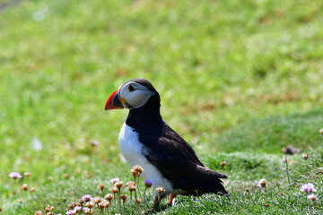 Atlantic puffin or common puffin. Great Saltee Island, Kilmore Quay, Co. Wexford, Ireland