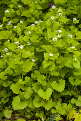 Fototapeta premium Knoblauchsrauke (Alliaria petiolata )