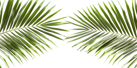 Obraz premium Tropical Palm Leaves on Transparent Background