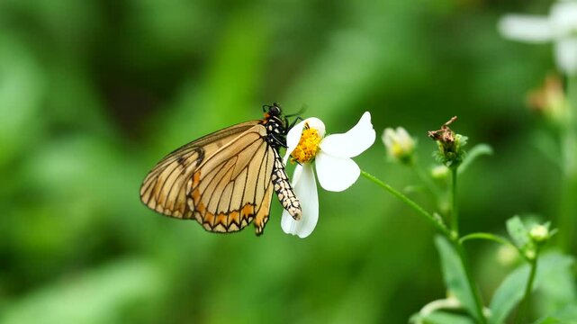 The Yellow Coster butterfly in Thailand and Southeast-Asia.
