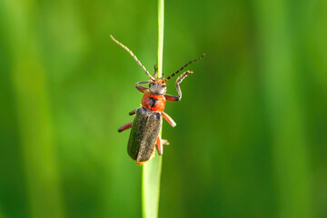 Cantharis rustica - Soldatenkäfer an einem vertikalen Pflanzenstängel - Baden-Württemberg,...