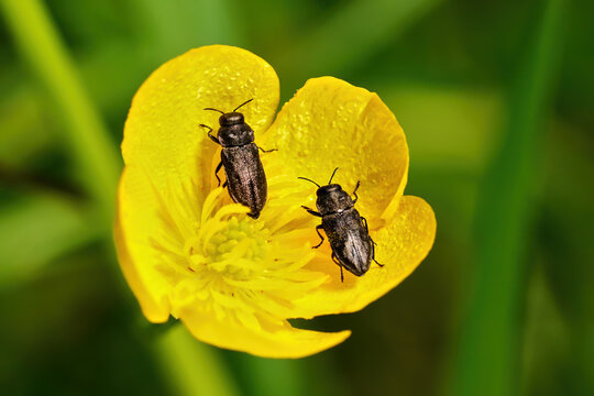 Vierpunktiger Kiefernprachtk&auml;fer (Anthaxia quadripunctata) zwei K&auml;fer in gelber Hahnenfu&szlig; Bl&uuml;te (Ranunculus) - Baden-W&uuml;rttemberg, Deutschland