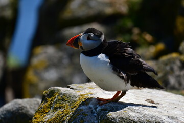 Atlantic puffin or common puffin. Great Saltee Island, Kilmore Quay, Co. Wexford, Ireland