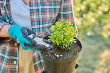 Close-up of granulated mineral fertilizer and boxwood bush in pot in hands of woman
