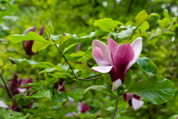 Blooming pirple flowers of lily magnolia