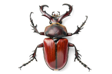 Fototapeta premium Close-up of a Stag Beetle