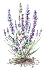 Naklejka premium Hand-drawn Organic Chia Seed Bouquet with Watercolor Illustration. Healthy Superfood Supplement for Vegan Diet