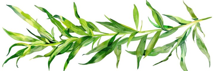 Hand-Drawn Watercolor Illustration of Fresh Tarragon Herb Sprig on White Background