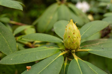 Closed bud of rhododendron not ready to bloom