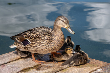 A family of Duck and Ducklings resting on the bank of Galve Lake, near Trakai Castle, Trakai, Vilnius, Lithuania