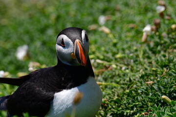 Atlantic puffin or common puffin. Great Saltee Island, Kilmore Quay, Co. Wexford, Ireland