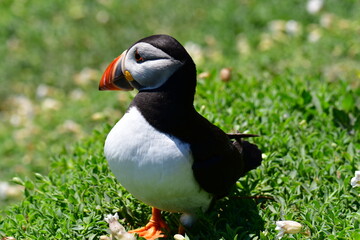 Naklejka premium Atlantic puffin or common puffin. Great Saltee Island, Kilmore Quay, Co. Wexford, Ireland