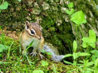 Wild Ezo chipmunk in the forest, eastern Hokkaido