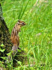 Wild Ezo chipmunk in the forest, eastern Hokkaido