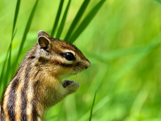 Obraz premium Wild Ezo chipmunk in the forest, eastern Hokkaido