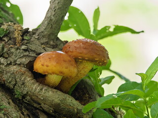 Wild mushrooms in the forest, eastern Hokkaido