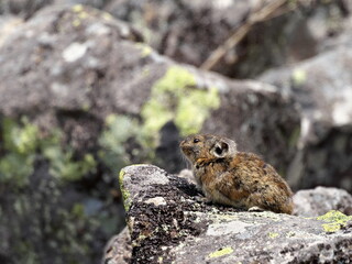 Wild Ezon pika at Lake Shikaribetsu, Hokkaido