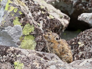 Wild Ezon pika at Lake Shikaribetsu, Hokkaido