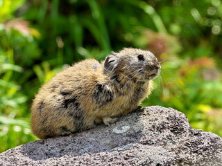 Wild Ezon pika at Lake Shikaribetsu, Hokkaido