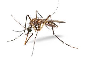 Close-up of a Mosquito on Transparent Background