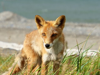 Eastern Hokkaido, wild red fox