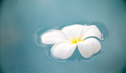 A Plumeria flower floats on the water in a pond. White tropical frangipani flower. Tropical landscape of beautiful plants and flowers. The concept of calm and tranquility.