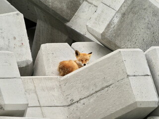 Eastern Hokkaido, wild red fox