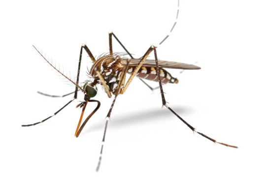 Close-up of a Mosquito on Transparent Background
