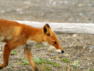 Eastern Hokkaido, wild red fox