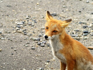 Eastern Hokkaido, wild red fox