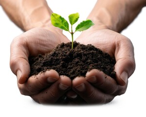 A hand holding a plant in dirt. The plant is a seedling and the dirt is rich and dark. Concept of growth and nurturing