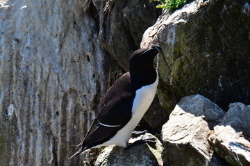 Razorbills on the cliffs, Great Saltee Island, Kilmore Quay, Co. Wexford, Ireland