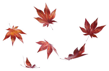 PNG Red autumn leaves floating gracefully