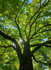 Fototapeta premium Sunlight Through Tree Branches