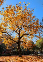 Naklejka premium The beauty of autumn