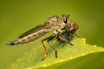 Robber fly feeding on a calliphoriae diptera while perched on a leaf with blurred background