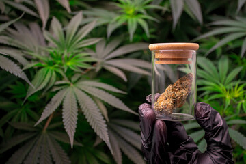 Hand of scientist holding a laboratory glass jar with marijuana buds or cannabis buds against the background of Cannabis plants and blurred green leaves. Product of Cannabis buds in the glass.