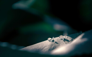 closeup of water drops on silver leaf in sunlight with dark green blurred background, outdoors, UK