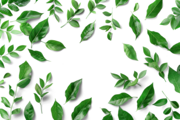 Various green leaves on a transparent background