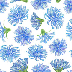 Fototapeta premium Watercolor botanical pattern with large chicory flowers. Blue meadow flowers on a white background. Seamless print for fabrics, wallpapers, clothes, packaging and backgrounds