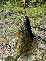 Colorful fish with vibrant patterns on a fishing hook