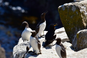 Obraz premium Guillemots on the cliffs, Great Saltee Island, Kilmore Quay, Co. Wexford, Ireland