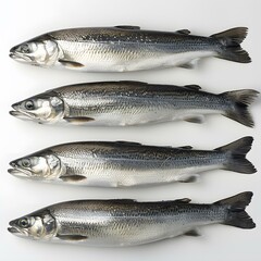 Fototapeta premium Four fish are placed side by side on a white background