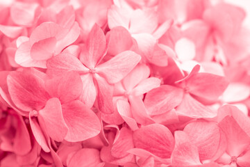 Obraz premium Pink flowers close up. Bouquet of red flowers. City flower beds, a beautiful and well-groomed garden with flowering bushes.