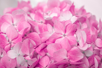 Pink flowers close up. Bouquet of purple flowers. City flower beds, a beautiful and well-groomed garden with flowering bushes.