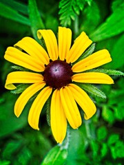 Yellow Black-eyed Susan Flower Close-Up
