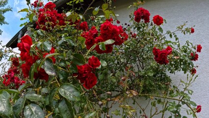 prachtvolle rote Rosenblüten im Sonnenschein, Rosenpflanze, Rosenstrauch, Liebe, blühen
