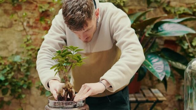 Male gardener repotting a home plant succulent adenium into new pot