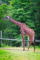 Giraffe standing on grass with green trees in the background © dslr-user61